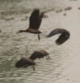 /album/photogallery/white-faced-whistling-duck-jpg/